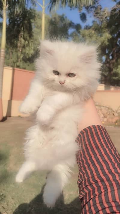 Persian cat white color punched face