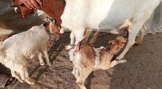 kudo Tiddi goats