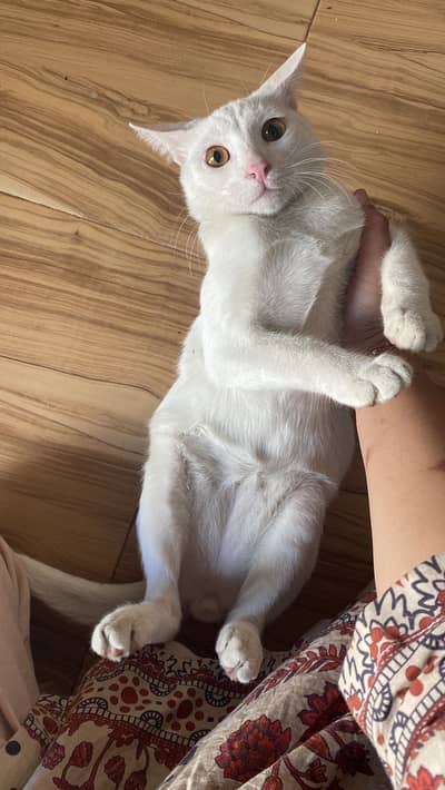 White color Male and female pet cat available