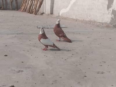 fancy piegon (03074545111