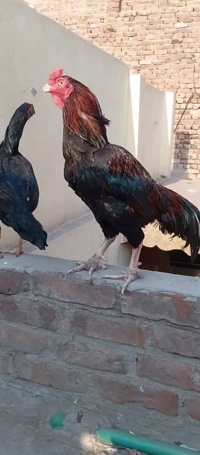 Pure mianwali aseel /pakistani Aseel male / Murga / lakha aseel