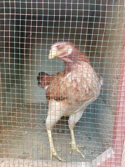ASEEL hen for sell