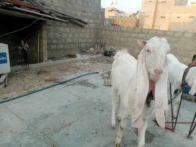 Gulabi bakri
