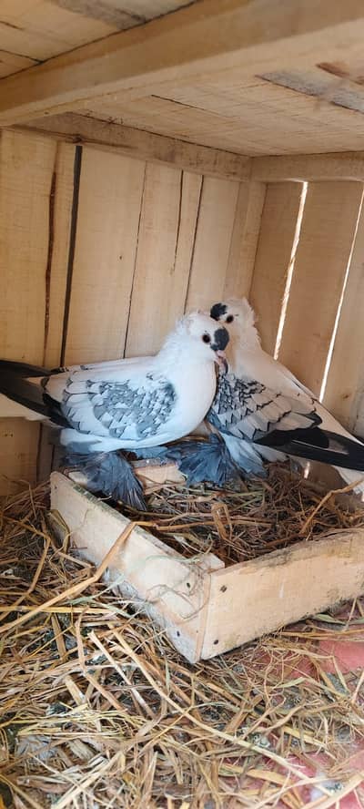 lucky pair|Sentient black side | swallow|jogi