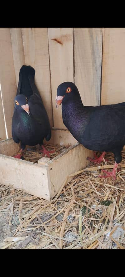 Modina|lucky pair|Sentient black side| danish| swallow|jogi red eye