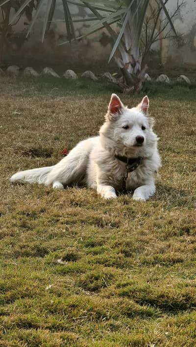 RUSSIAN DOG 8 months old