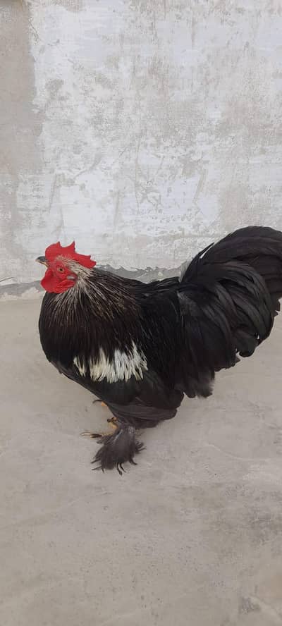 Healthy Bantam Male Hens