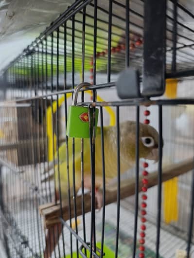Pair of pineapple conure