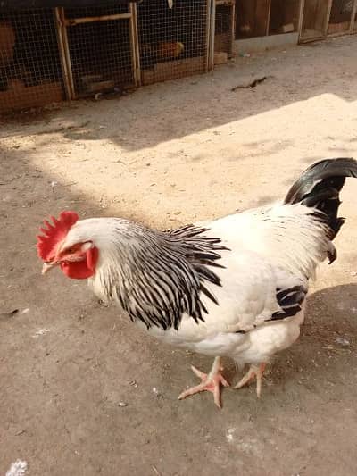 light susex roster healthy & active 10 month age