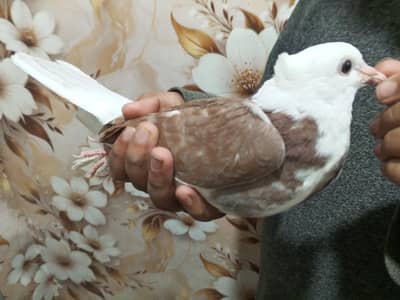 healthy baby piegons pair for sale