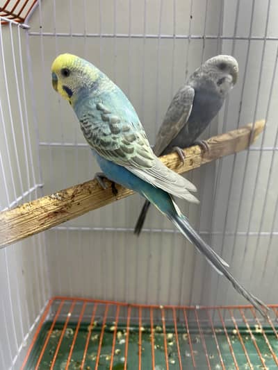 Rainbow  pair and violet white head Females 2