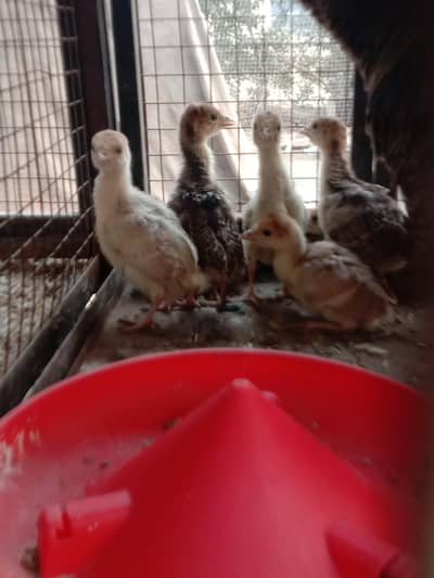 turkey chicks peru chicks