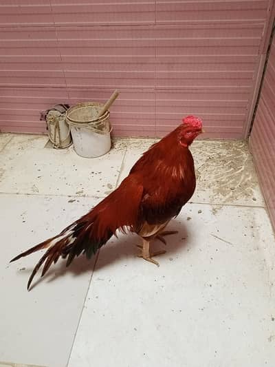 AMROHA sheraza /mushka NAWAB