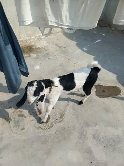 donon bhejne Hain 03102639002