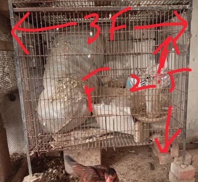 را اور گرے پیرٹ کے لئیے پنجرہ