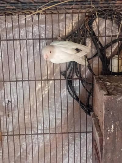 love birs plus cocktail parrot