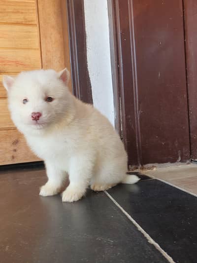 Syberian Husky Wholly coat Pups
