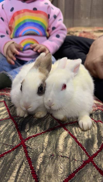 Rabbits 1 year old