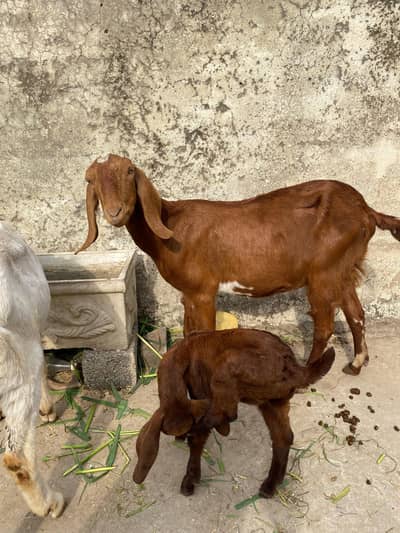 Desi bakri aik mada bachy k Sath