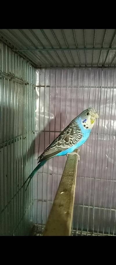 Split bf hogo crust female ready to breed