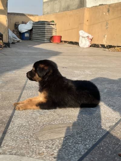 German shepherd Puppies pair