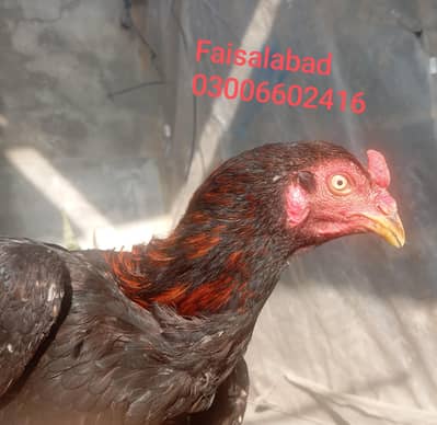 اصیل نر مرغا