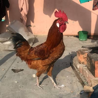 Desi Murga | Desi Cook