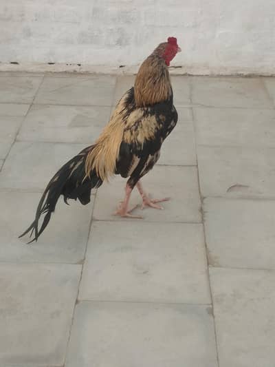 aseel jawa Morga nok nli white 2000 gram wzan ha