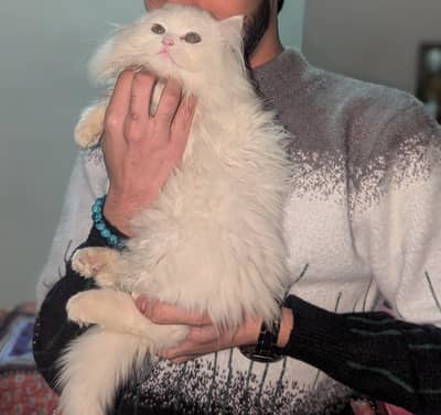 Female Cat full trained