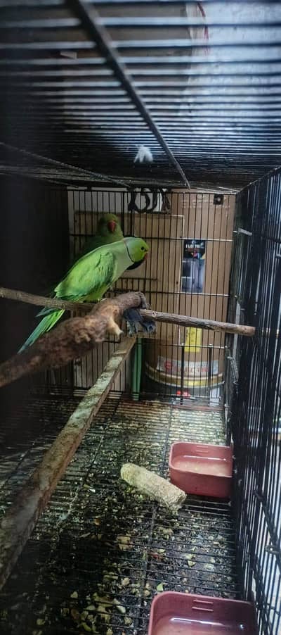 Parrot Pair Ringneck for sale