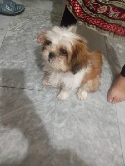 Shihtzu puppy for sale