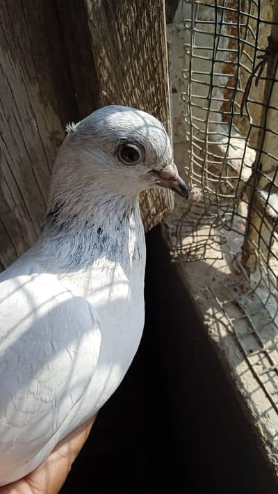 choha breeder female hai