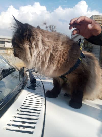The Beautiful Persian brown siameses cat 