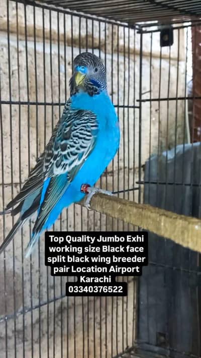 top Quality Jumbo exhi  size Black Face Split Black wing breeder pair