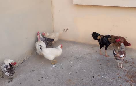 hens with roaster for sale