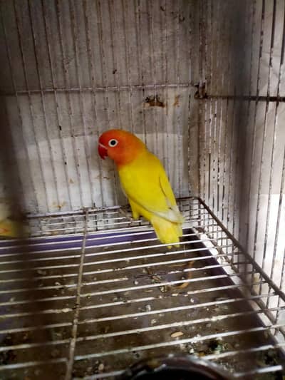 love bird . . lutino parsnata. . . with cage
