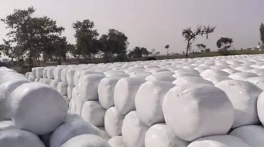 Sailage / khaki Silage / Animal feed / cow feed