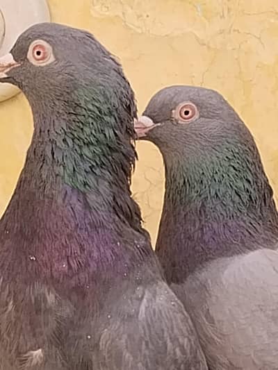 Neela kamangar pair for sale