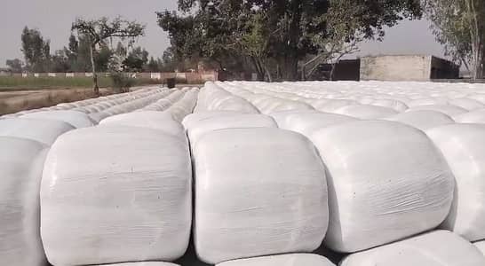 Sailage /khaki Silage /Animal feed /cow feed,03074517043