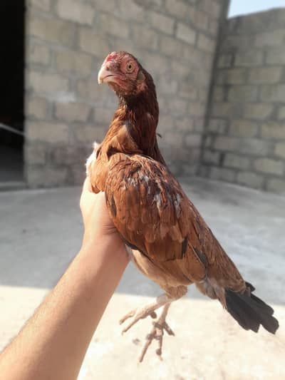 Mian wali aseel madi