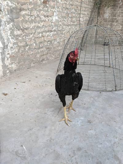 Mushka Murga for sale