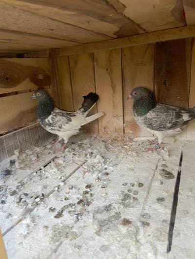 Teddy Aur qasoori breeder pair