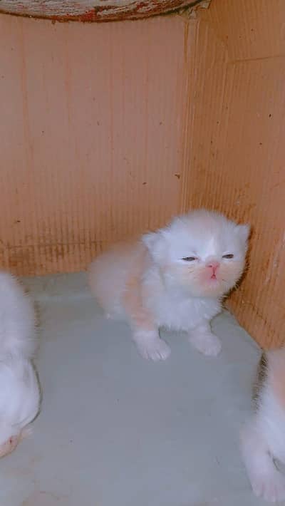 high quality peki /piki Kittens |Punch face| tripple coat kitten/cat