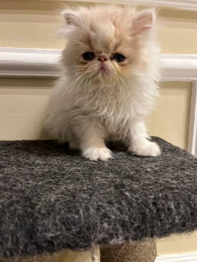 high quality peki /piki Kittens |Punch face| tripple coat kitten/cat