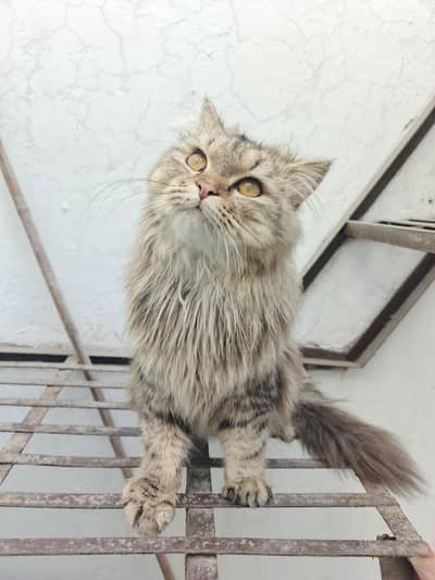 Tabby pattern Persian breeder