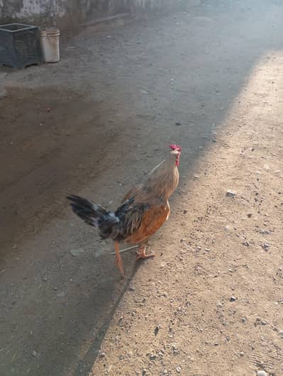 Aseel murgha for sale