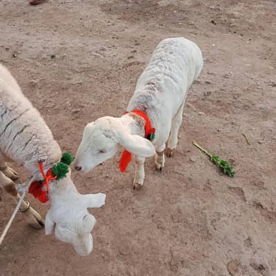 sheep with male baby