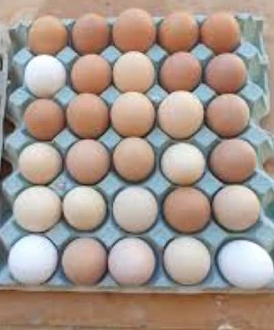 king size white o shamo eggs