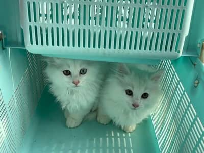 Persian kittens for sale