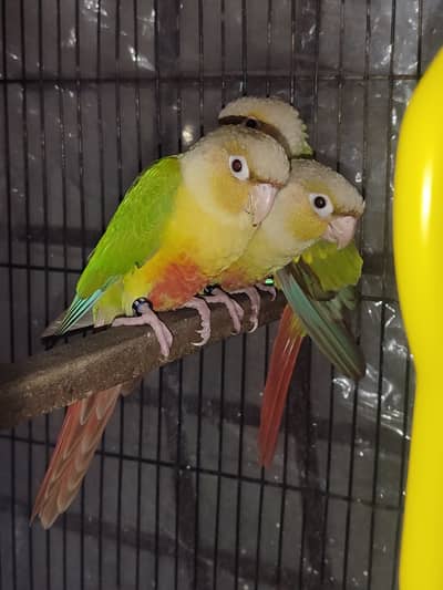 Pair of pineapple conure